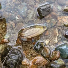 Western Floater thumbnail 1