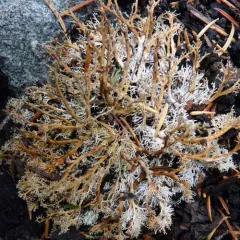 Tuckerman's Coral Lichen thumbnail 4