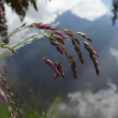 Mountain Hairgrass thumbnail 4
