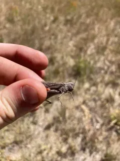 California Red-winged Grasshopper thumbnail 1