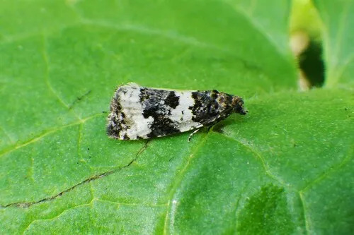 Phiaris dissolutana