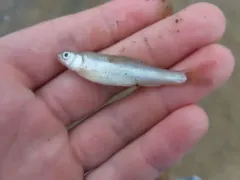 River Shiner thumbnail 1