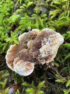 Hydnellum mirabile thumbnail 2