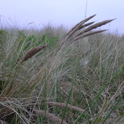 European marram grass