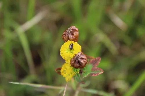 Bassareus lituratus