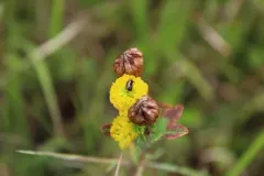 Bassareus lituratus thumbnail 1