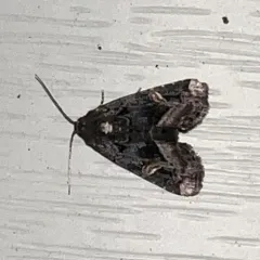 Black Wedge-spot thumbnail 2