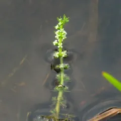 whorled water-milfoil thumbnail 3