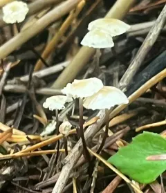 Collybiopsis californica thumbnail 4