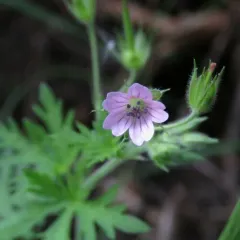 Northern Cranesbill thumbnail 5