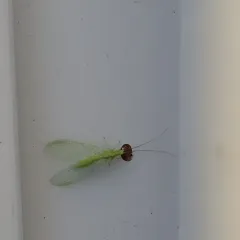 Black-horned Green Lacewing thumbnail 4