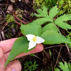 Pacific trillium thumbnail 2