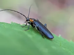 Angular Soldier Beetle thumbnail 3