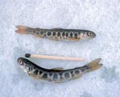 Arctic Char thumbnail 4
