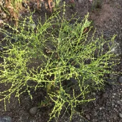 Winged Pigweed thumbnail 1