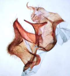 Aethes patricia thumbnail 4