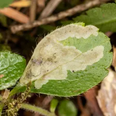 Phytomyza linnaeae thumbnail 4
