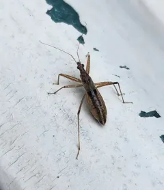 Nabis americolimbatus thumbnail 3