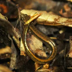 Northern Two-lined Salamander thumbnail 4