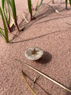 Psathyrella arenulina thumbnail 2