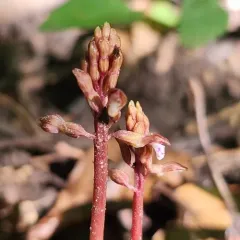 autumn coralroot thumbnail 4