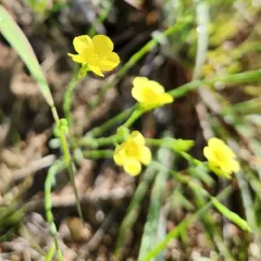 Grooved Yellow Flax thumbnail 3