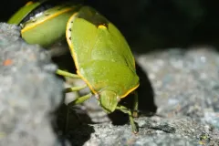 Chlorochroa rossiana thumbnail 3