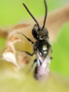 Occidental Sweat Bee thumbnail 3