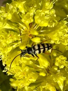 Stenostrophia tribalteata thumbnail 3