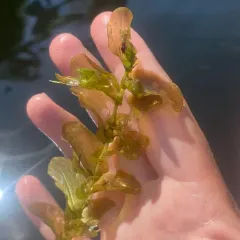 Perfoliate Pondweed thumbnail 2