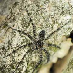 Dark Fishing Spider thumbnail 4