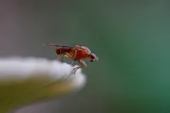 Suillia sororcula thumbnail 2
