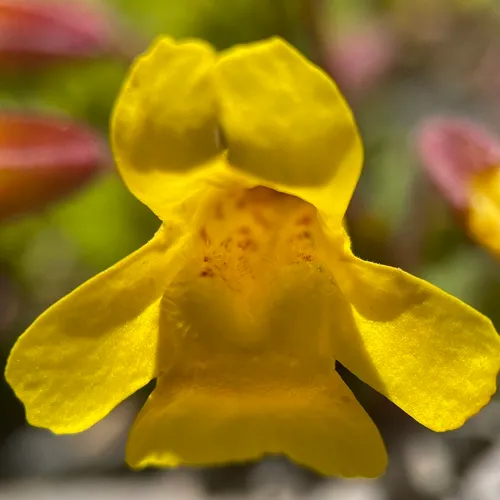 Subalpine Monkeyflower