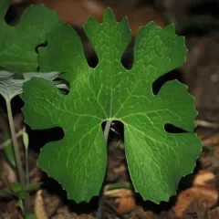 bloodroot thumbnail 4