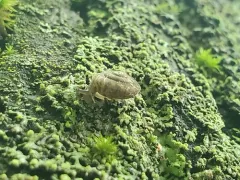 Strawberry Snail thumbnail 3