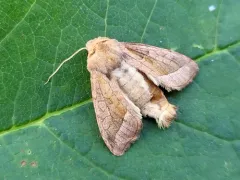False Rosy Rustic Moth thumbnail 4