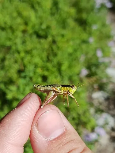 Long-toed Grasshopper