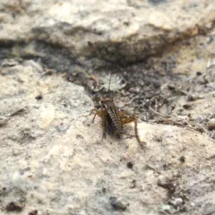Striped Ground Cricket thumbnail 4