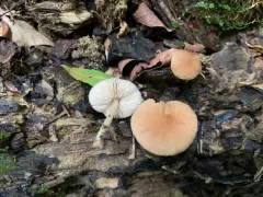 Pluteus pallidus thumbnail 1