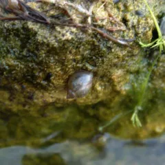 Acute Bladder Snail thumbnail 3