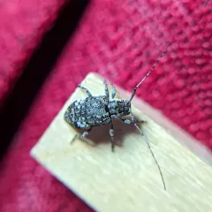 Spotted Long-horned Beetle thumbnail 4