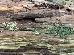 Trichoderma sinuosum thumbnail 2