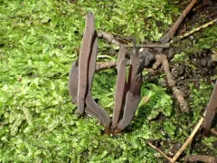 Clavaria atroumbrina thumbnail 1
