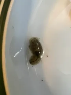 Solitary Glassy-bubble thumbnail 2