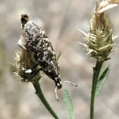 Knapweed Root Weevil thumbnail 3