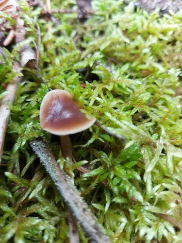 Rhodocollybia unakensis