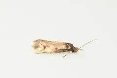 Tinea carnariella thumbnail 1