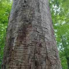 Sapwood Timberworm Beetle thumbnail 2