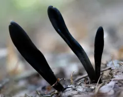 Slimy Earthtongue thumbnail 3