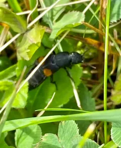 Red-spotted Rove Beetle thumbnail 2